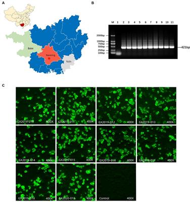 Differences in the pathogenicity and molecular characteristics of fowl adenovirus serotype 4 epidemic strains in Guangxi Province, southern China